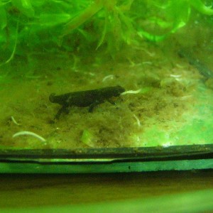 Hypselotriton orientalis, juvenile