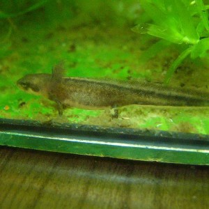 Cynops pyrrhogaster, larva.