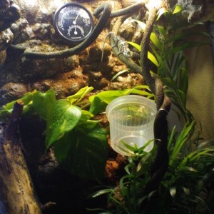 INSTALACION CAMALEON 3 ( PEQUEÑA)