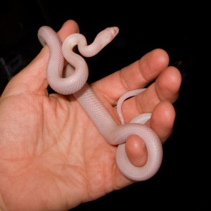 Pantherophis guttatus guttatus "Blizzard"