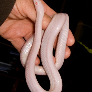 Pantherophis guttatus guttatus "Blizzard"