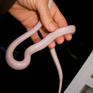 Pantherophis guttatus guttatus "Blizzard"