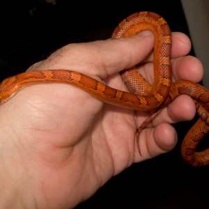 Pantherophis guttatus Blood red