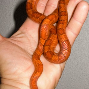 Pantherophis guttatus Blood red