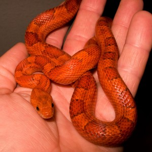 Pantherophis guttatus Blood red