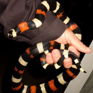 Lampropeltis triangulum campbelli