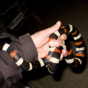 Lampropeltis triangulum campbelli