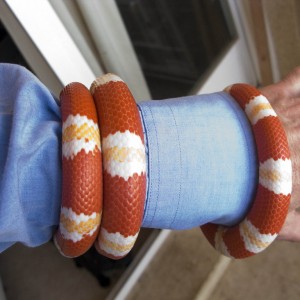 Lampropeltis triangulum hondurensis