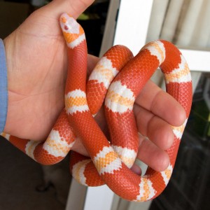 Lampropeltis triangulum hondurensis