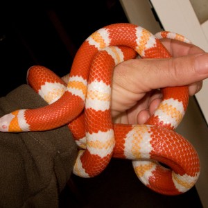 Lampropeltis triangulum hondurensis