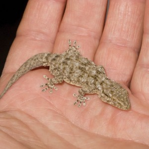 Tarentola mauritanica??