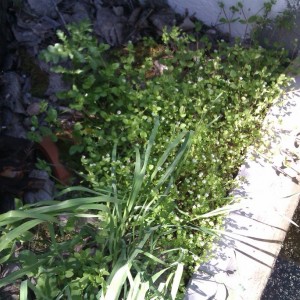 Instalación exterior Notophthalmus viridescens