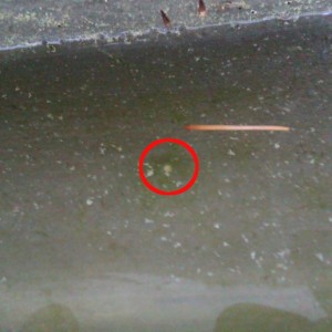 Huevo Ommatotriton ophryticus