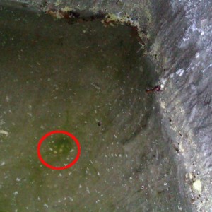 Huevos Ommatotriton ophryticus