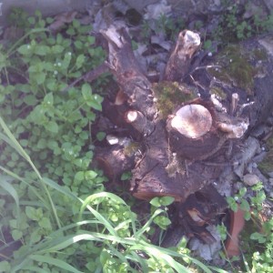 Instalación exterior Notophthalmus viridescens