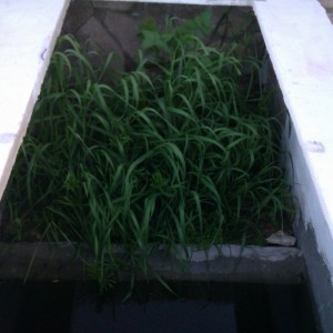 Instalación exterior Ommatotriton ophryticus