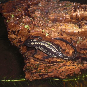 Cynops ensicauda popei