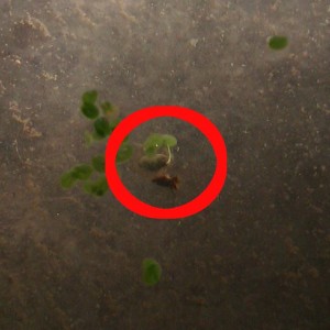 Cynops ensicauda popei - Huevo