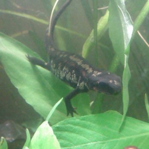 Cynops ensicauda popei