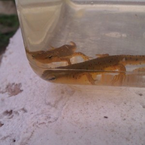 Notophthalmus viridescens