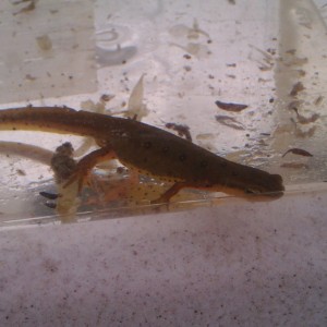 Notophthalmus viridescens