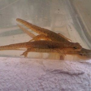 Notophthalmus viridescens