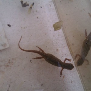 Notophthalmus viridescens