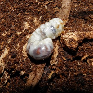 Larva de escarabajo desconocida