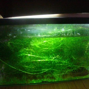 Acuario de cria para tritones juveniles.