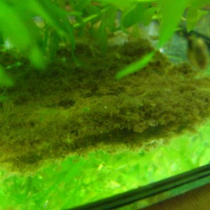 Detritus organico en acuario de cria.