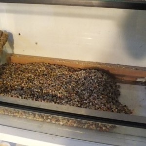 mis primeras dendros