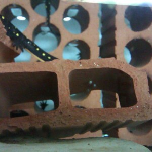 Neurergus strauchii strauchii - Huevos