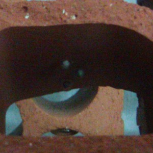 Neurergus strauchii strauchii - Huevos