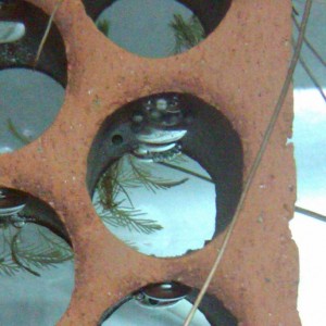 Neurergus strauchii strauchii - Huevos