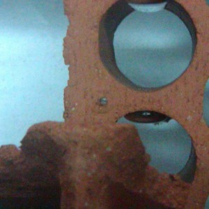 Neurergus strauchii strauchii - Huevos