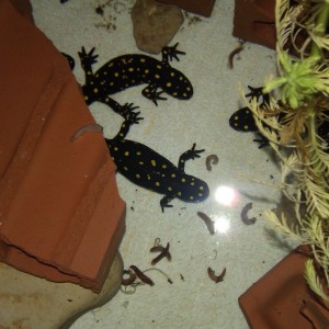 Neurergus strauchii strauchii - Bitlis