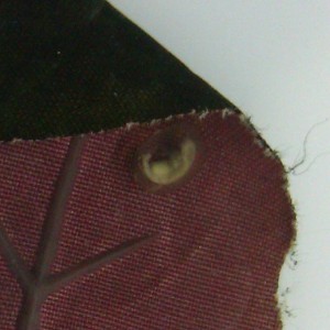 Laotriton laoensis - Huevo