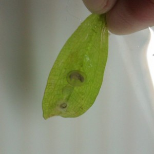 Laotriton laoensis - Huevo