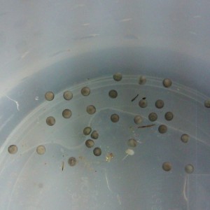 Neurergus strauchii strauchii - Huevos