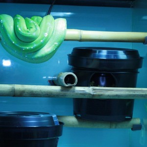 MV10#07 Hembra Sorong Lereh