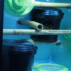 MV10#07 Hembra Sorong Lereh II