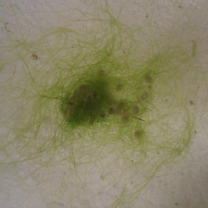 Ommatotriton ophryticus nesterovi - Huevos y larva