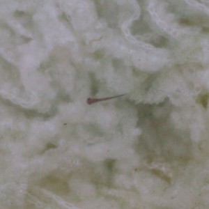 Ommatotriton ophryticus nesterovi - Larva