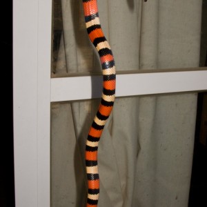 Lampropeltis triangulum campbelli apricot