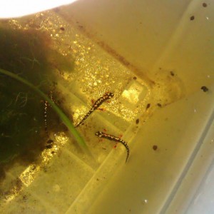 Neurergus kaiseri - Juveniles