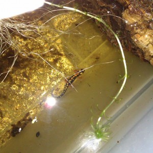 Neurergus kaiseri - Juveniles