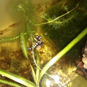 Neurergus kaiseri - Juveniles