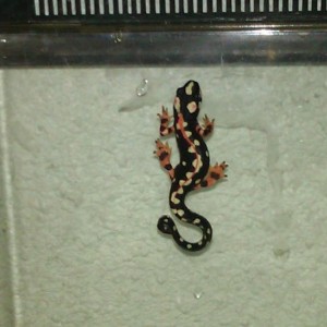 Neurergus kaiseri - Juvenil