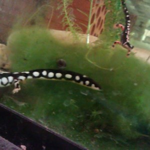 Neurergus kaiseri - Juvenil & adulto