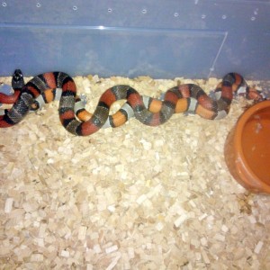 Copula alternas blair